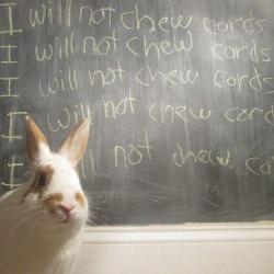 thedailybunnies:  Making a booneh write out his crimes never works….