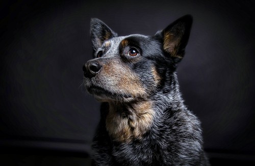 My dog looks like the next Presidential candidate…Matt Blum, “Pet Portrait Photography”