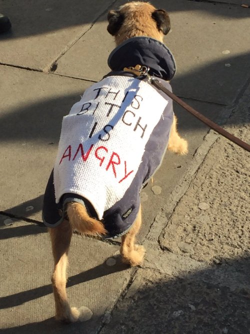 pawsapplause:Just a few of the canine heroes who marched for women and equal rights today. Thanks fo