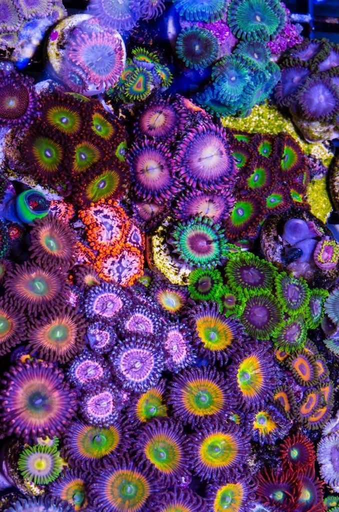 the-rouge-rose2u:    The crazy colorful world of Zoanthids - soft coral.  