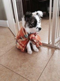 cutepetclub:  He’s wearing a little cape!