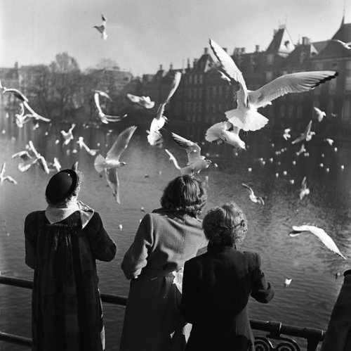 poboh:  Women carry bread to seagulls at the Hofvijver, The Hague, 1951, © Sem Presser. Dutch (