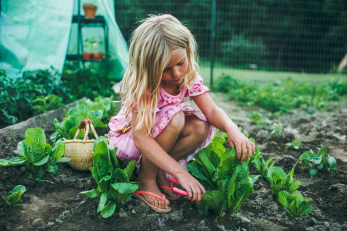 “Three months ago she planted these seeds and everyday this week she has got to go out and harvest o