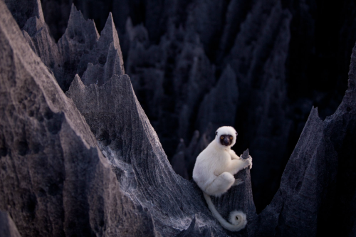nubbsgalore:  tsingy de bemaraha national park, a unesco world heritage site in western madagascar, is home to lemurs who, with thick pads on their hands and feet, navigate this six hundred square kilometer labyrinth of three hundred foot tall razor sharp