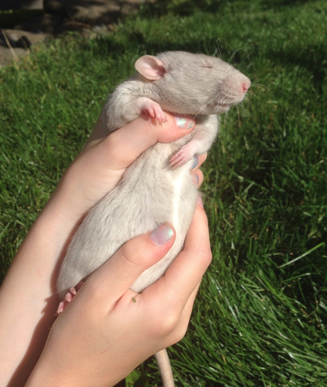 plantrats:  Sunshine and tummy rubs.   AWH BAE