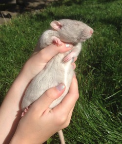 plantrats:  Sunshine and tummy rubs. 