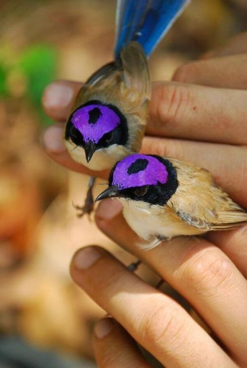 oceaniatropics:Purple-crowned Fairy Wrens, Northern Territory, Australia