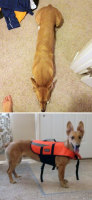 Sex were–ralph:were–ralph:Corgi and pictures