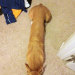 were&ndash;ralph:were&ndash;ralph:Corgi and greyhound mixes are so FUNNY