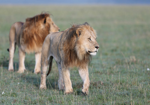 bigcatslions:  Photography Olivier DELAERE 