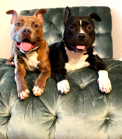 molotowcocktease:  Vicious killer pitbulls  