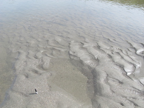 mosleymoe:saw a lot of beautiful ripples yesterday on a sediments &amp; strata field trip