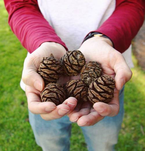 @conmayn 💞  #hands #pinecone #trees #nature porn pictures