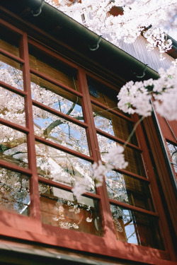 plasmatics-life:  { Cherry blossom } x Kiy Oshimachine