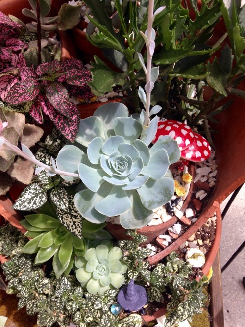 7.5.16 - Succulents at the local plant store.