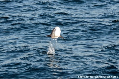 a-book-of-creatures:ecosci:Picture: Ocean Sunfish (Mola mola) breaching.WE HAVR LIFTOFF