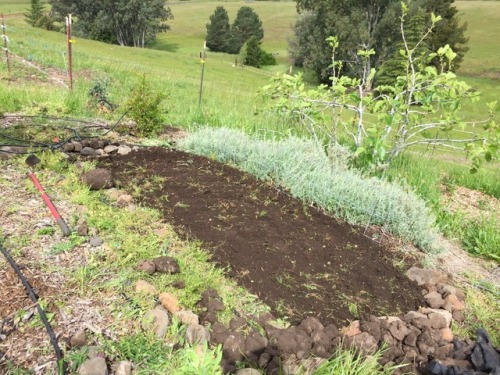 Spruced up the west garden. I turned the bottom half of the garden, pulled out lots of rocks and add