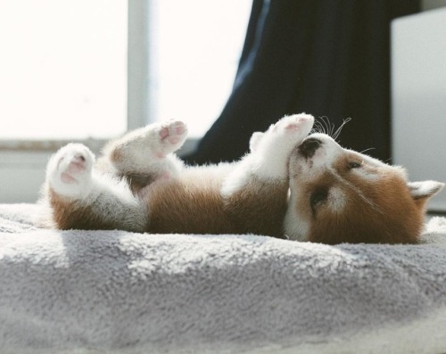 atraversso: Puppy - Hello_shiba