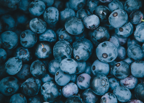 evanperigo:  Blueberry picking with Emily