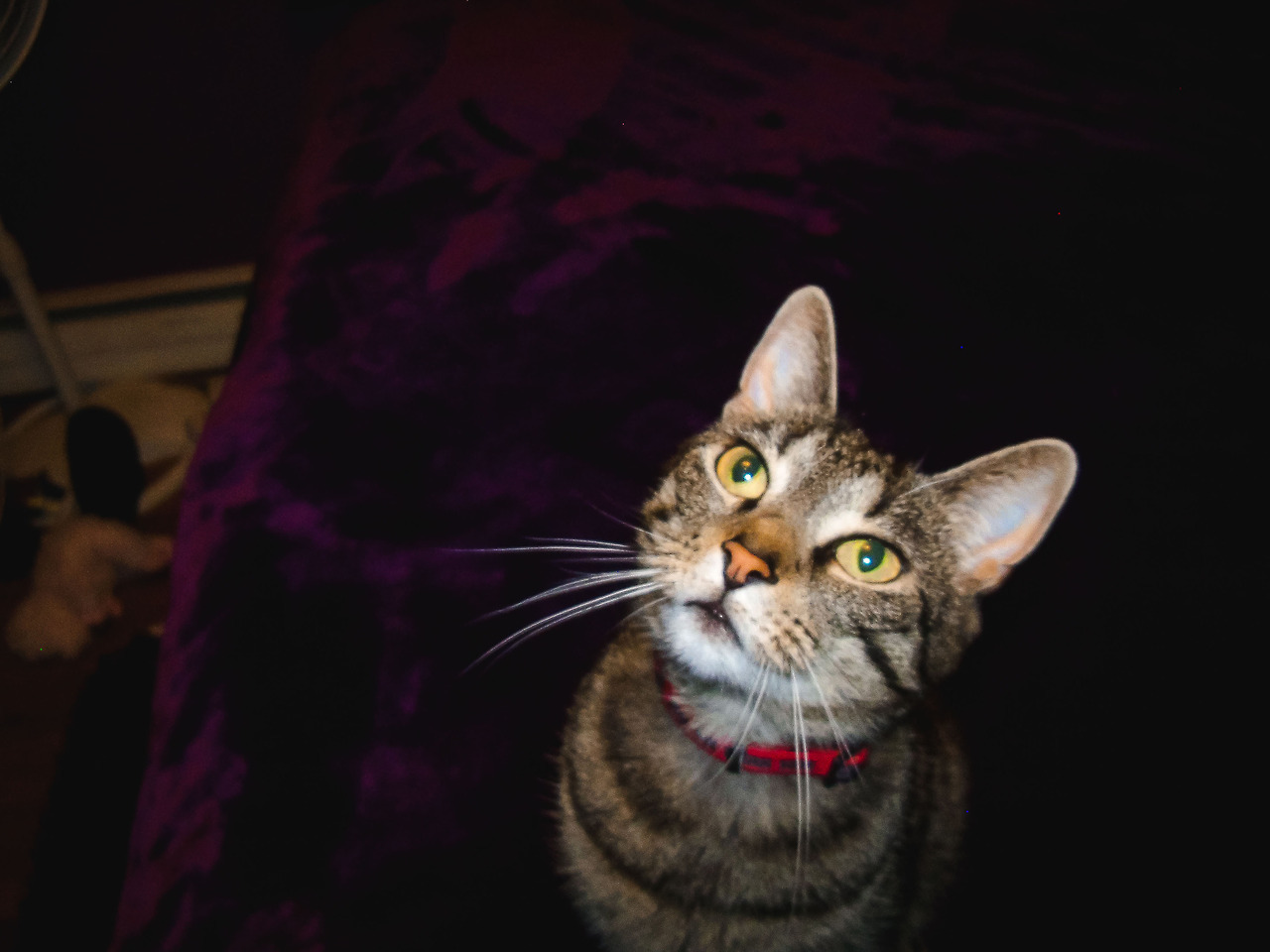 ZELDA; CAT ON A LEASH (and her not as awesome roommates)