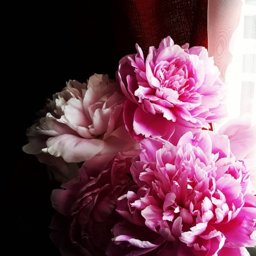 … Garden flowers fade Colours brilliant in dark Rooms where we create  . . . #haiku #writersl