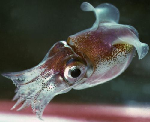 realmonstrosities: Bobtail Squid (Sepiolidae) are a family of cutesy, wutesy cephalopods found 