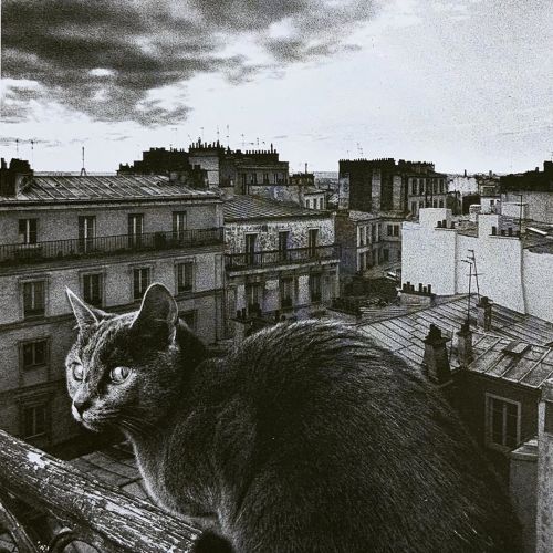 A gray cat takes to the rooftops of Paris for some Feline Friday birdwatching. One of an occasional 