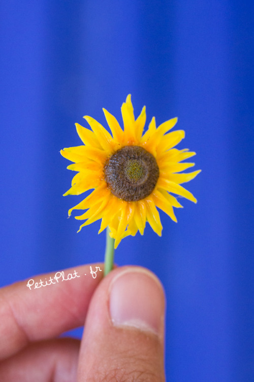 Day 221 - Sunflower / Tournesol / Helianthus