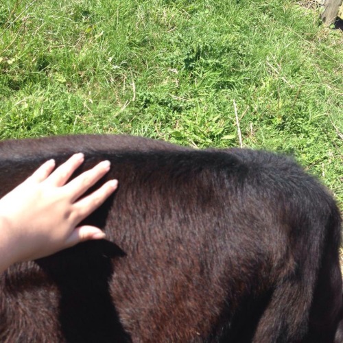 cozylamb:this one time I went to a strawberry farm n there was a cow