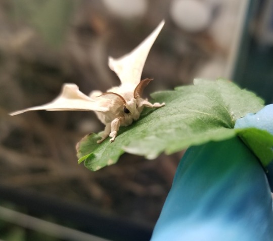 Porn snowflakeeel:   THE SILKMOTHS HATCHED OUT photos