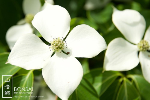 mt-satsuki - 山法師（ヤマボウシ）Kousa dogwood (Japanese...