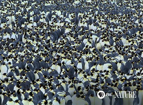 pbsnature:Males and female emperor penguins recognize each other not by sight, but by their calls.