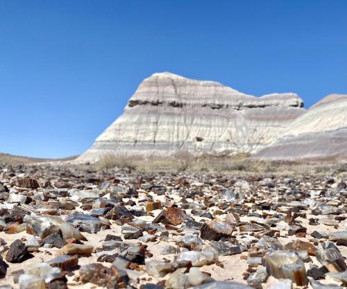 oneshotolive:  Petrified Forest National Park, AZ, USA (2745x2289)(OC) 📷: Alaric_Darconville