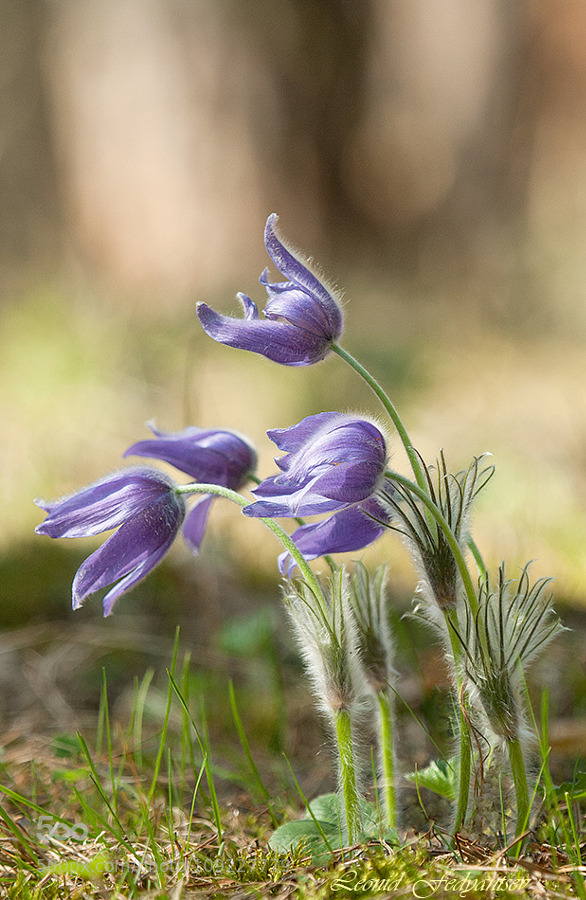 tinnacriss:The Spring Pine Forest Etude by LeonidFedyantsev