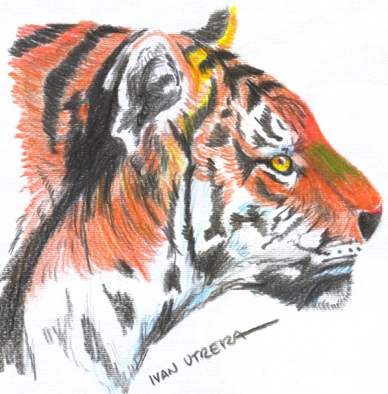 Ivan Utrera (dibujo de tigre en lapices de colores)