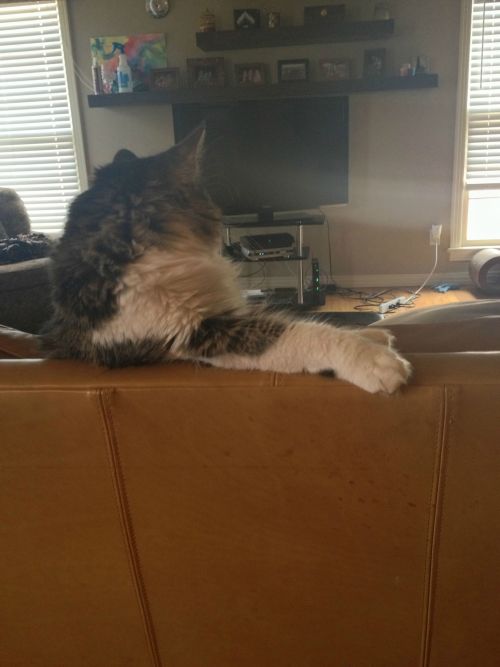 Slave!! Bring me a beer and the remote-control! Photo via Imgur