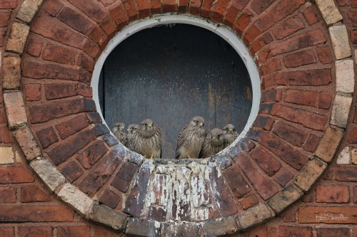 Turmfalke (Falco tinnunculus) by appeldorn99 Dieses Paar zieht 6 Jungvögel groß. Der Turmfalke ist d