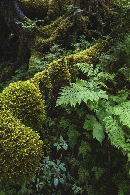 Forest Study by Joe Ganster, 2013 