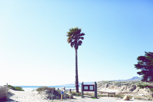 Jalama Beach, Palm Tree. 