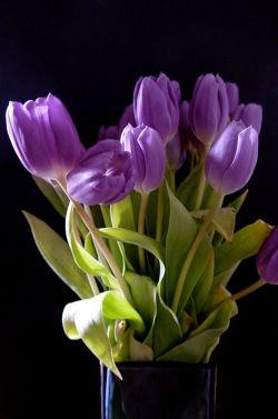 vevena:  passionplenty:    tulipes violettes by peltier patrick on Flickr    💜