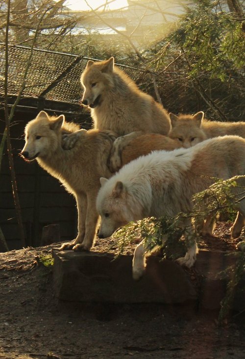 owakolf:  Nature Blog 