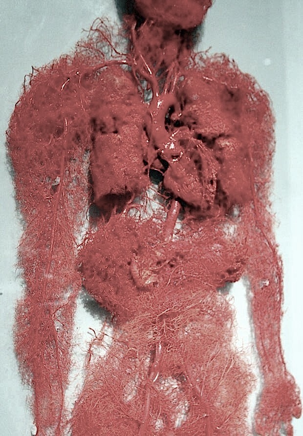 thecharmingbitch:blood vessels of the human body