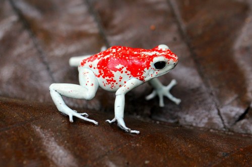 terranlifeform:Diablito (Oophaga sylvatica) at theEl Pangán Bird Reserve in ColombiaAaron Bloch