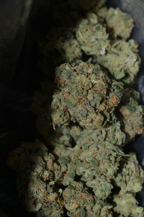 errl710:  Monkey Balls