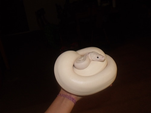 bigasslizard:i-m-snek:Approximately one lump of ice cream.O NO THE LAST PIC