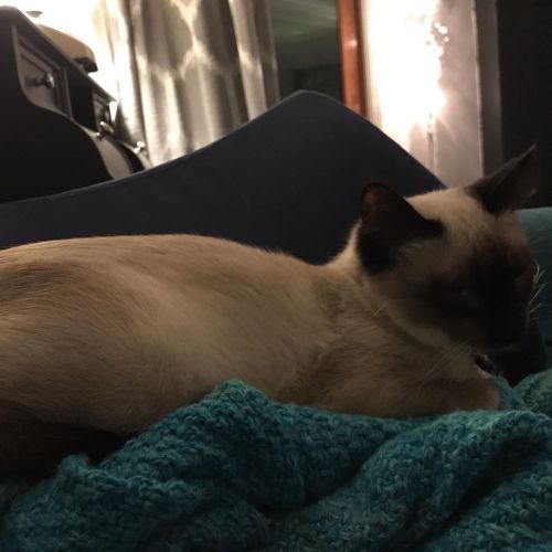 Baby Kleo being queenly. #catsofinstagram https://www.instagram.com/p/B4_uTjQh2eW/?igshid=1pwp10q57o
