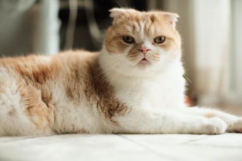 毛がバサバサ #fujifilm#katt#кошка#ネコ#猫#cat#neko#ぬこ#ふわもこ部#micio#japan#ocicat#whitecat#munchkin#scottishfold