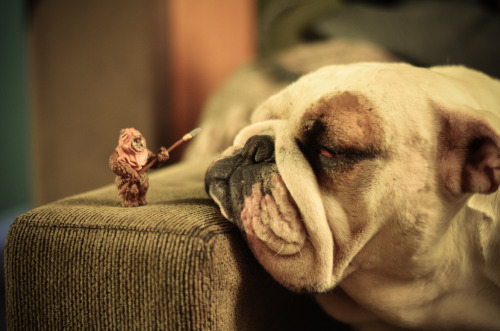 Ewok vs. Bulldog (via Hector Carrasco)