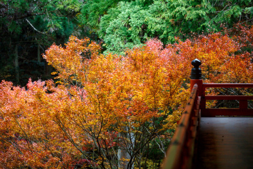 Flaming autumn trees in mount Hiei, by Prado