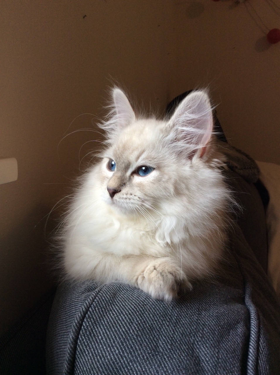 stir-by-still:I brought home a beautiful kitten and my witchy life is complete 😍😍😍